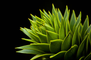 Monkey Puzzle