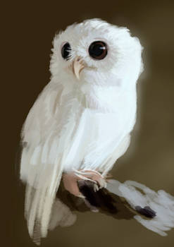 Owl sketch