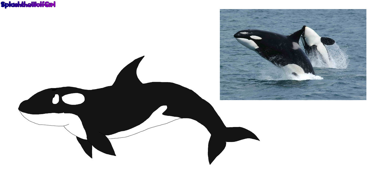 Orca by SplashtheWolfGirl on DeviantArt