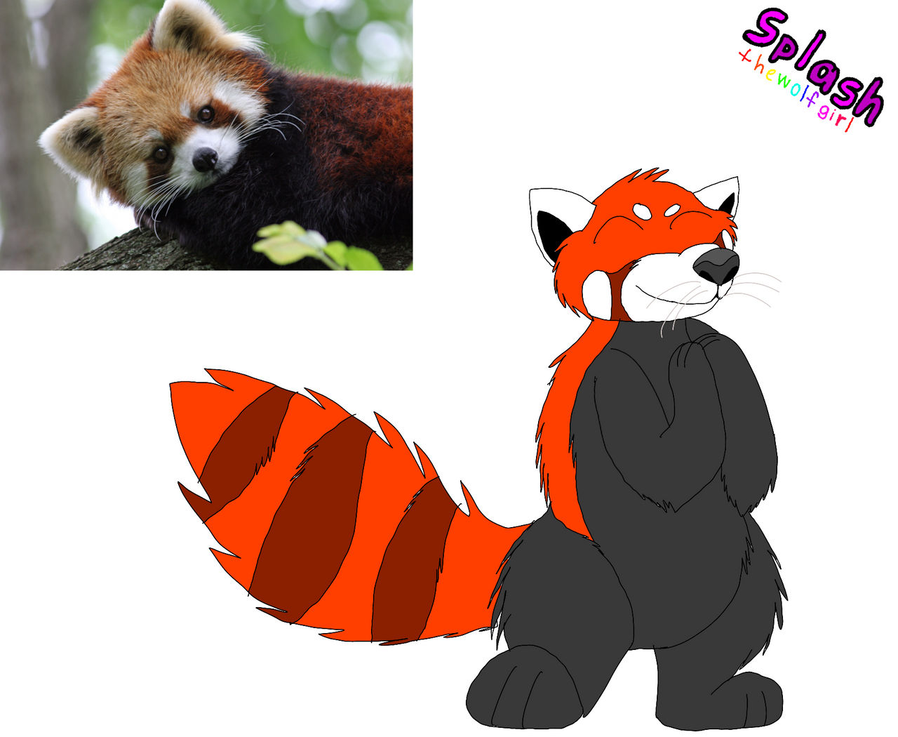Red Panda by SplashtheWolfGirl on DeviantArt