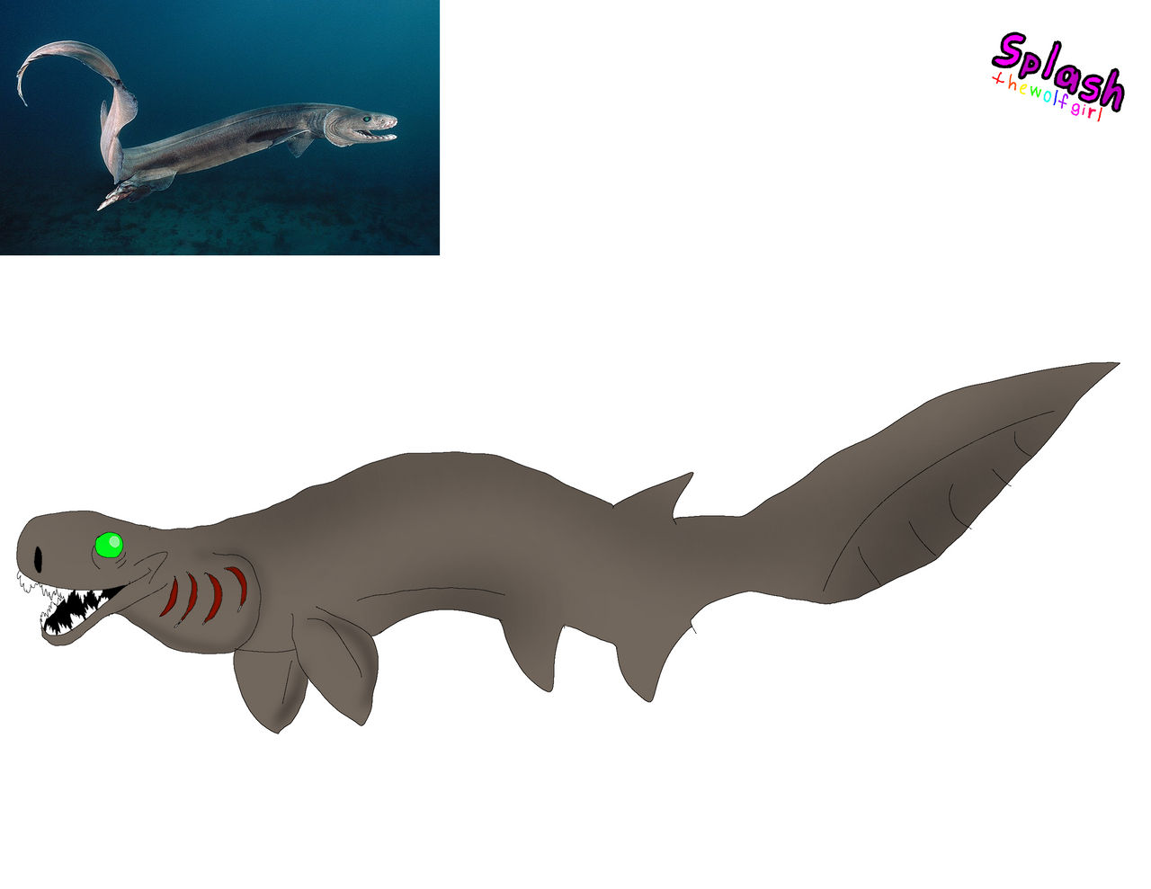 Shark Deviantart Frilled Shark by SplashtheWolfGirl on DeviantArt