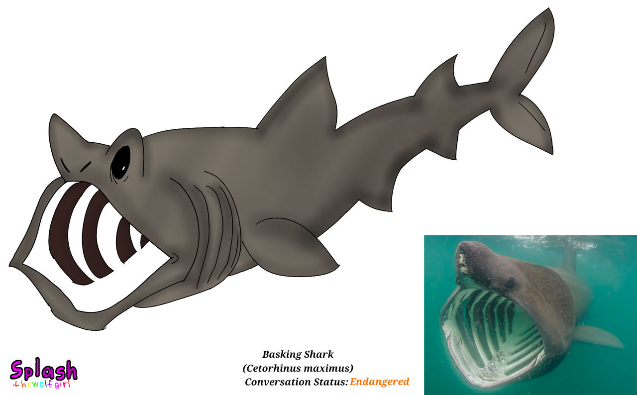 Shark Deviantart Basking Shark by SplashtheWolfGirl on DeviantArt