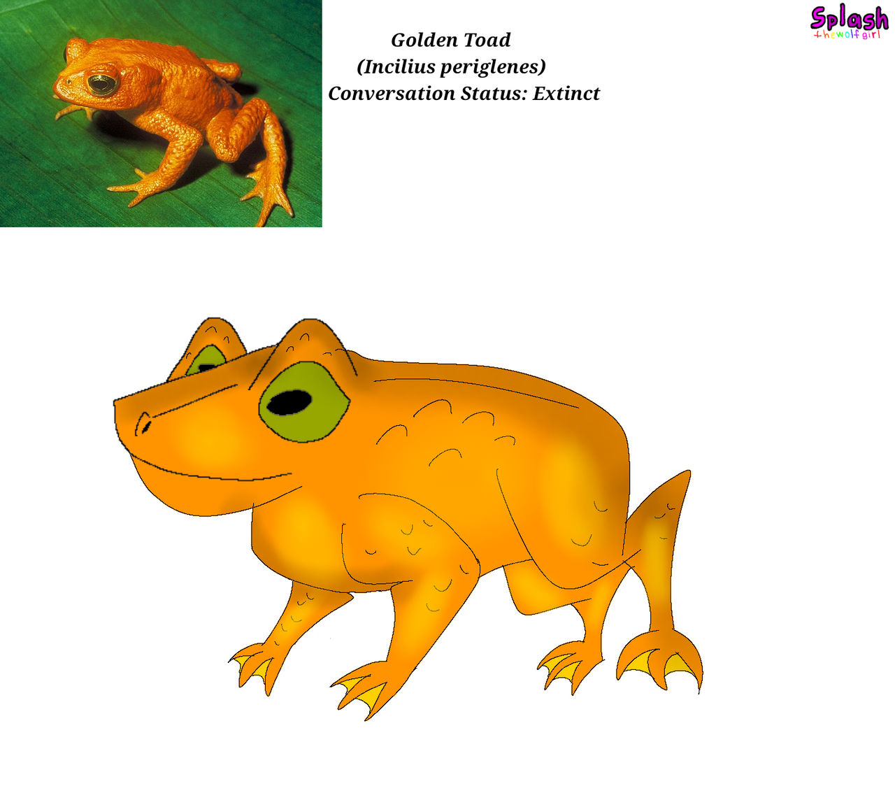 Golden Toad by SplashtheWolfGirl on DeviantArt
