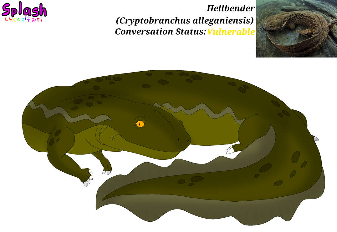 Hellbender Display Hellbender by SplashtheWolfGirl on DeviantArt