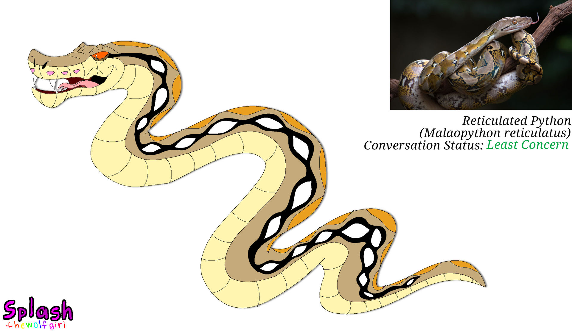 Reticulated Python Van Reticulated Python by SplashtheWolfGirl on DeviantArt