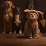 Disguise of Dog