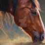 Horse and Kitten
