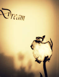 Dream