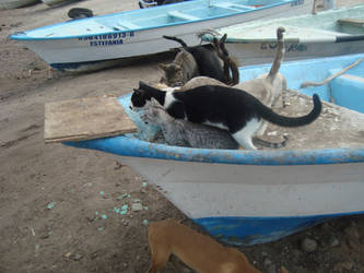 20 cats, 2 dogs and a fisherman