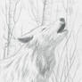 White Wolf Sketch
