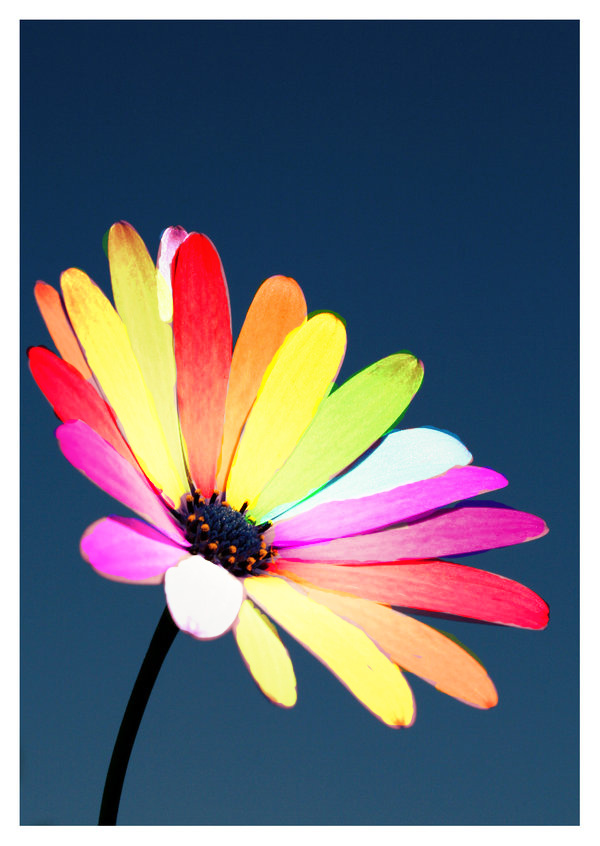 Rainbow Flower