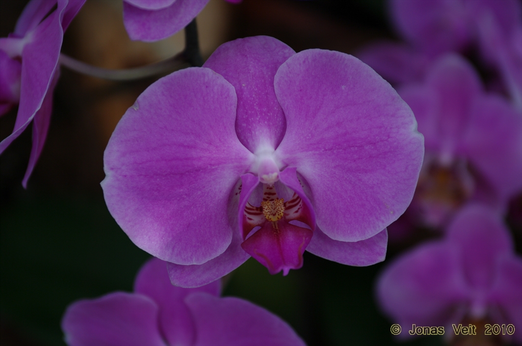 Orchid III