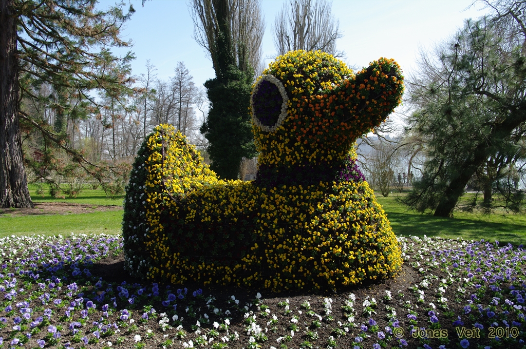 Flower-Duck