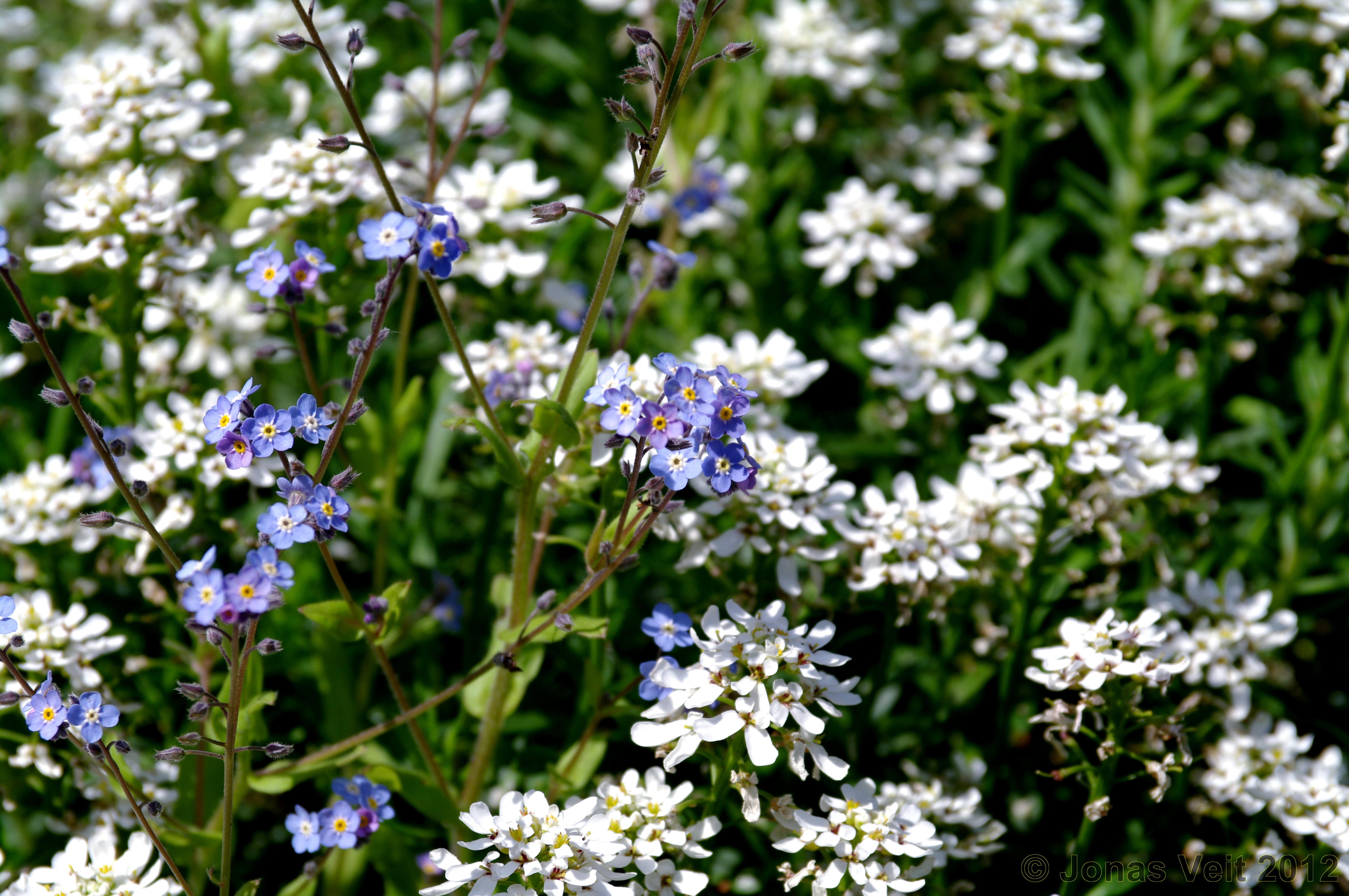 Forget-me-not and Iberis