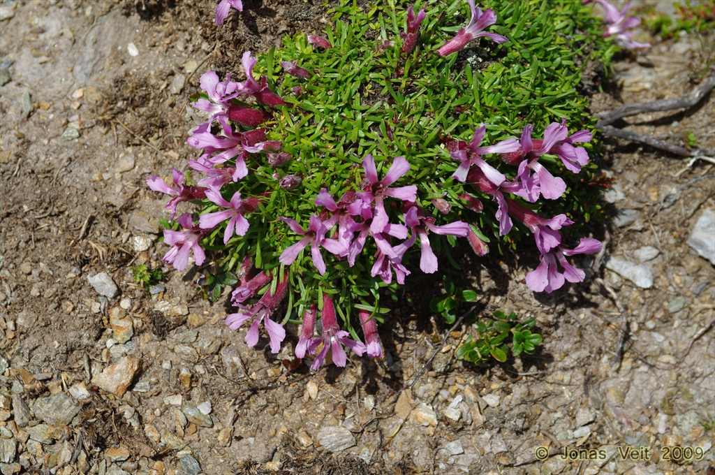 Alpine vegetation