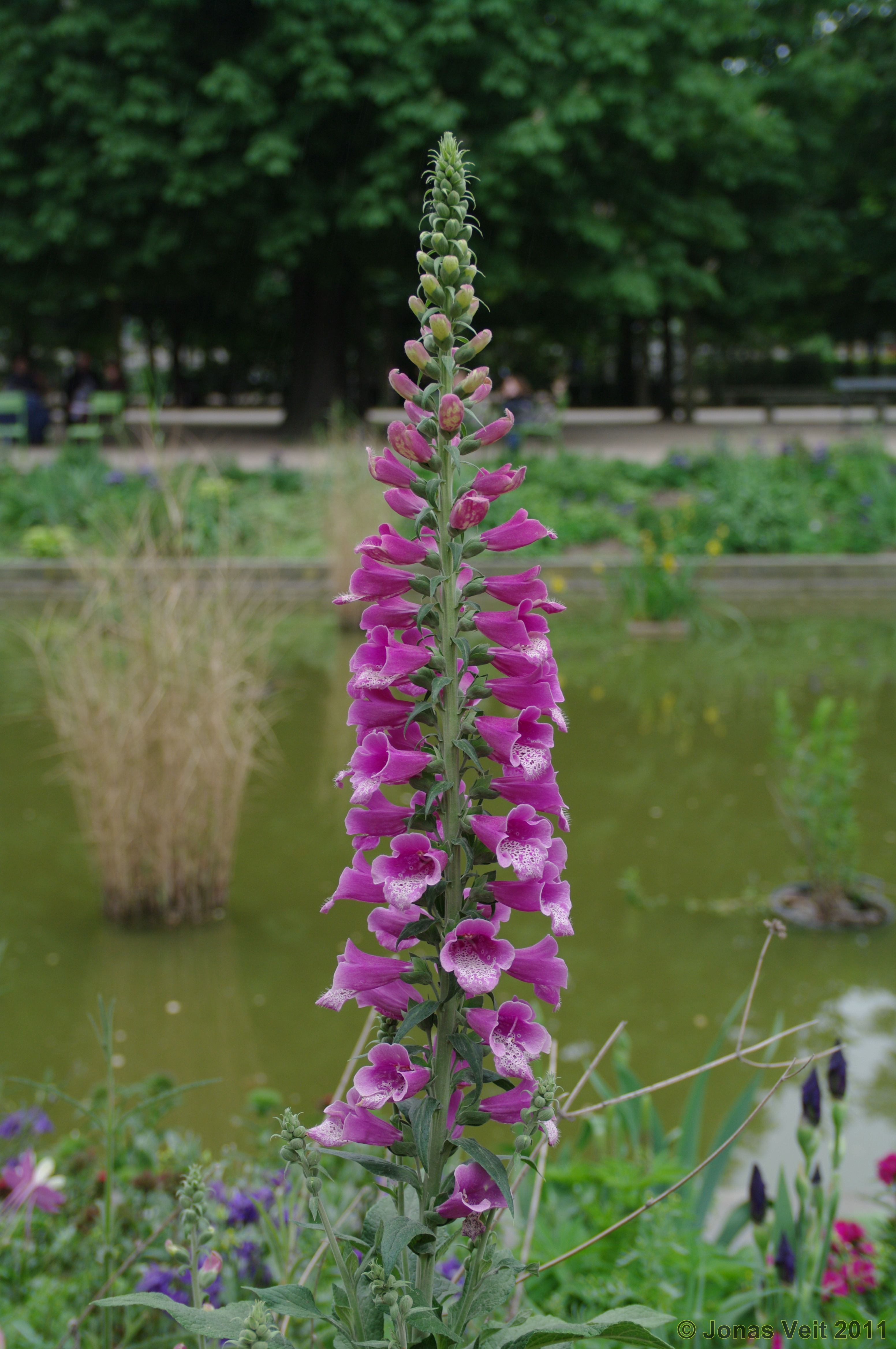 Tuileries Garden II