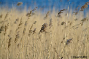 Reed bed II by friedapi