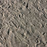 Beach Life