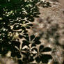 Under the spreading Chestnut tree