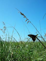 beachy butterfly