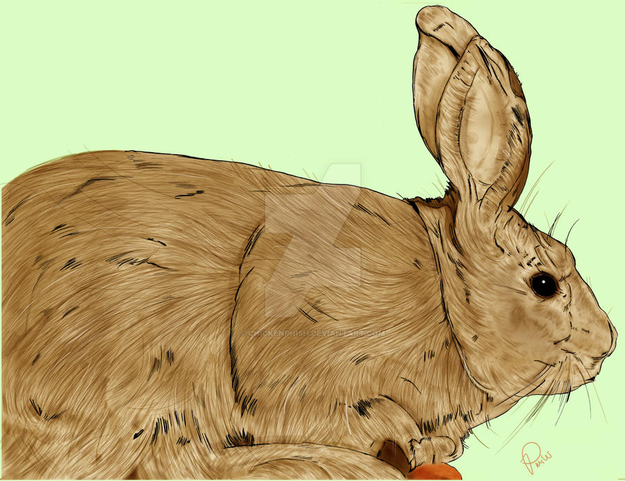 Milver Rabbit silver rabbit by chickenphish on DeviantArt