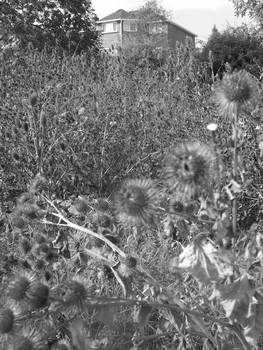 Thistles