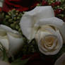 White Rose