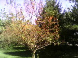 Leaves And Berries