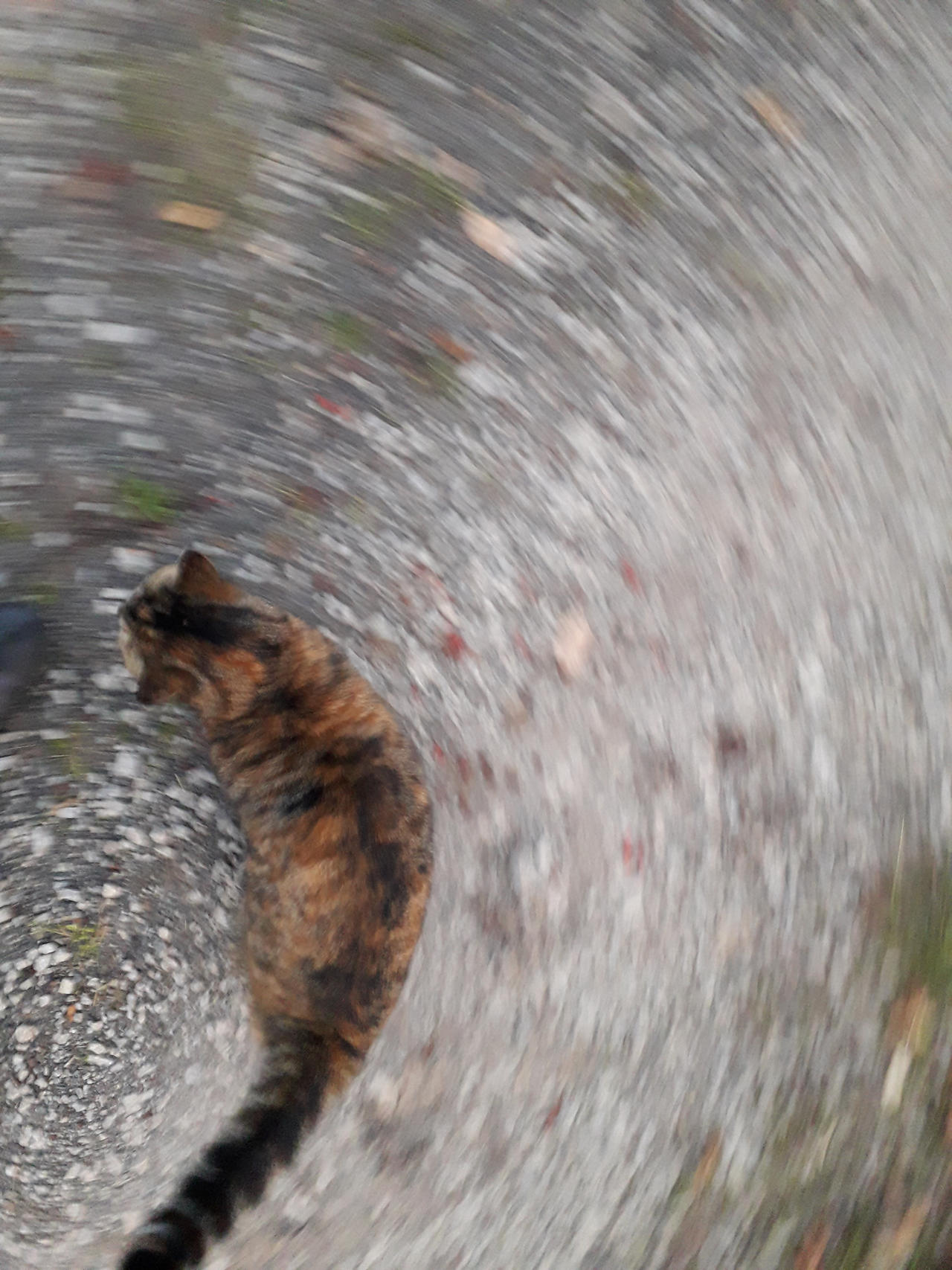 Spinning Cat Windows Cat spin by Smagodrag on DeviantArt