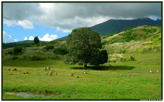 One Tree Meadow