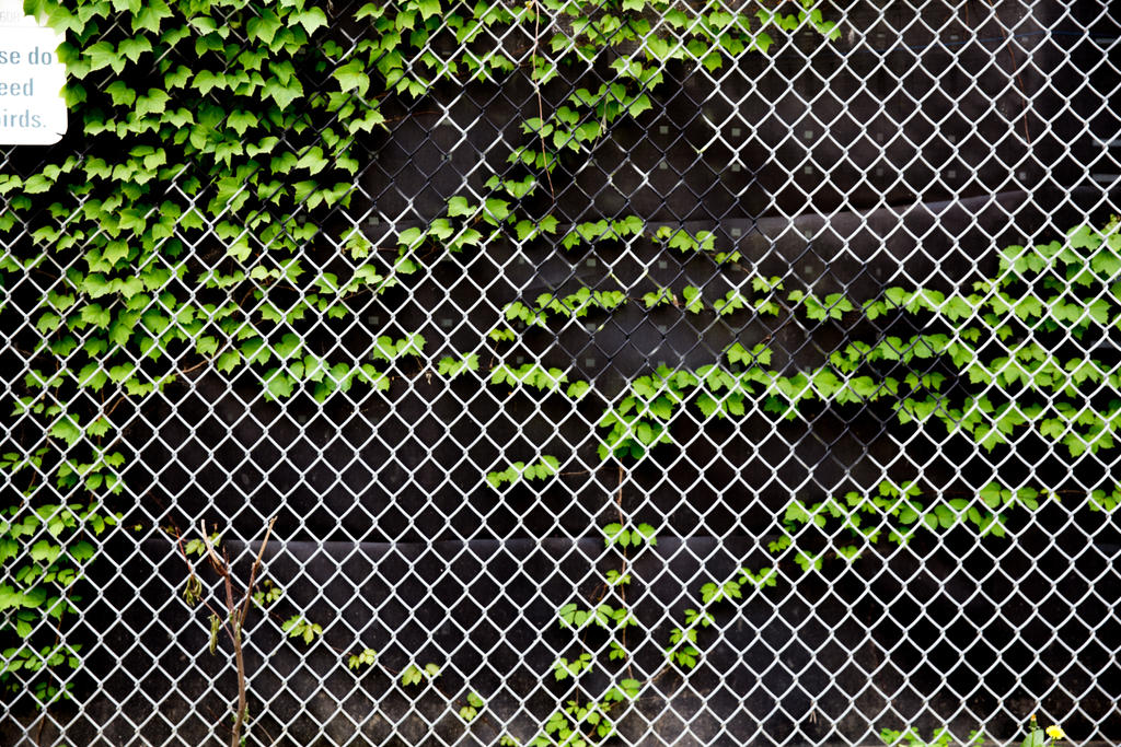 Chain Link Fence With Vines Texture By Schevallier On Deviantart Chain Link Fence With Vines Texture By Schevallier On Deviantart