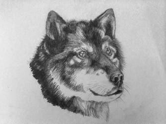 Gray Wolf