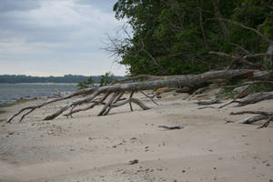 Fallen Tree