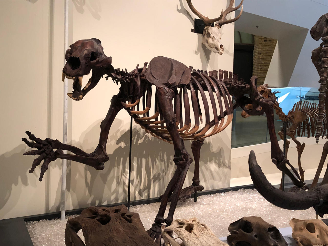 Arctodus Simus Skeleton By JJT123 On DeviantArt arctodus-simus-skeleton-by-jjt123-on-deviantart