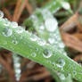 Dew Drops