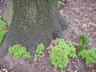 Socks for Trees