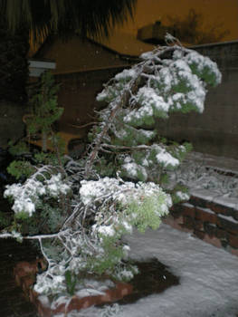 snowy tree