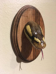 Python head mount