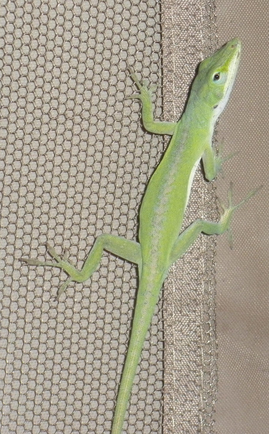 Anole 0584