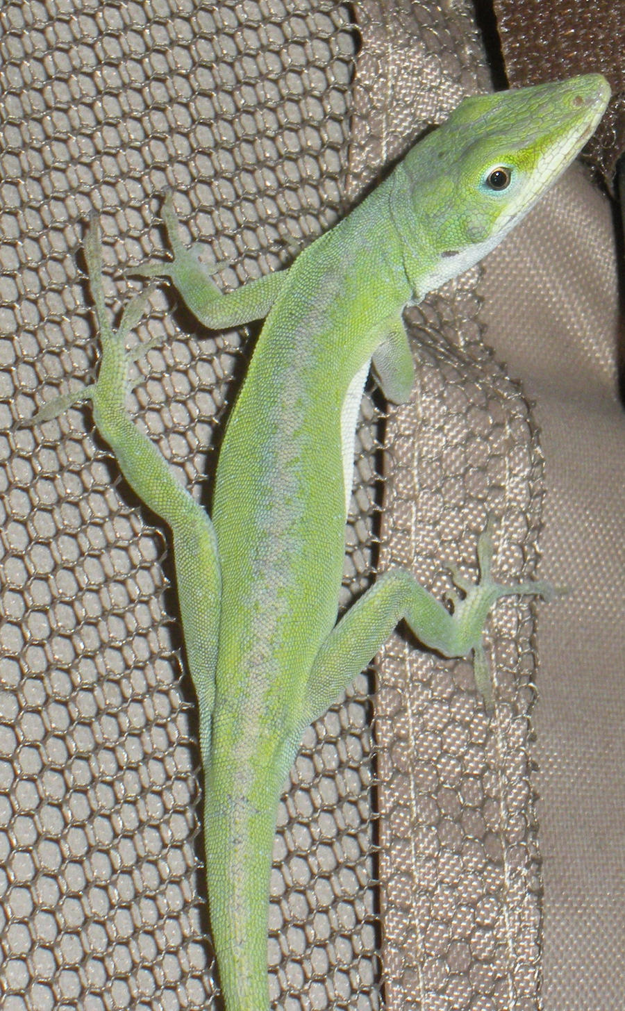 Anole 0586