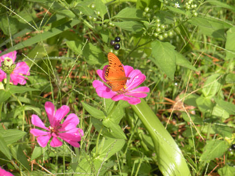 Butterfly and Zinnia 0629