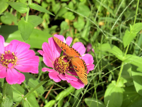 Butterfly and  Zinnia 0634