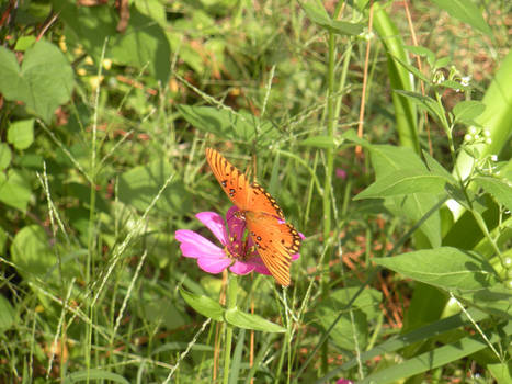 Butterfly and Zinnia 0632