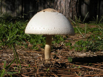 Mushroom 0659