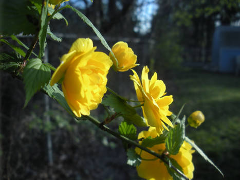 Yellow Flowers 0702