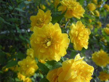 Yellow Flowers 0701