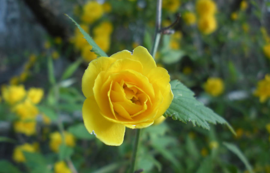 Yellow Flowers 0700