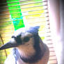 My pet bluejay