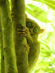 tarsier by blacksheepwall