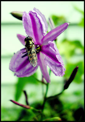 Pollinator 2